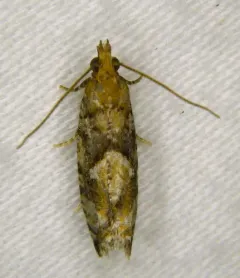 Spruce Bud Moth thumbnail 1