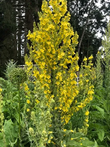 showy mullein