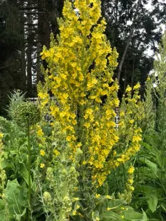 showy mullein thumbnail 1