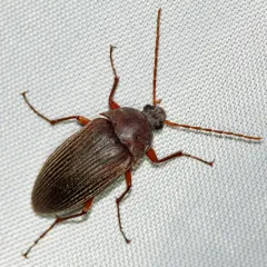 Androchirus erythropus thumbnail 2