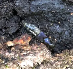 Platydracus violaceus thumbnail 2