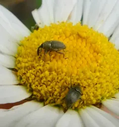 Geraeus picumnus thumbnail 4