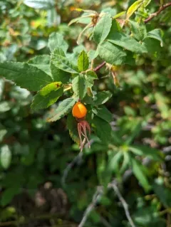 Phragmidium mucronatum thumbnail 2