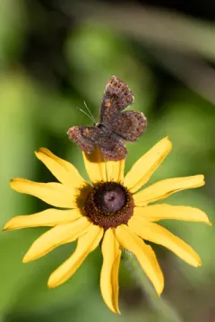 Northern Metalmark thumbnail 1