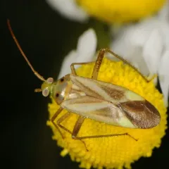 Alfalfa Plant Bug thumbnail 3