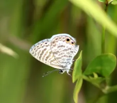 Marine Blue thumbnail 2