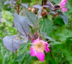 Red-leaved Rose thumbnail 2