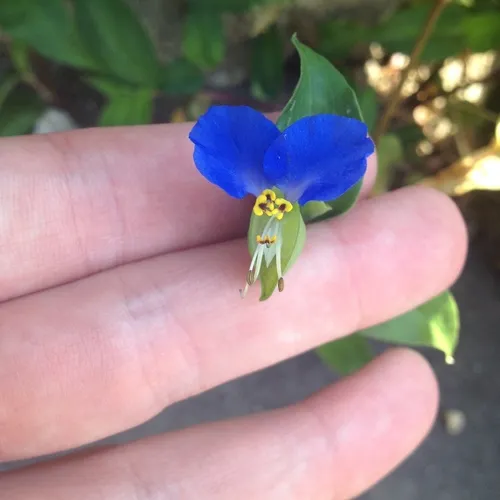 Asiatic dayflower
