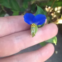 Asiatic dayflower thumbnail 1