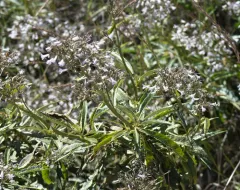California yerba santa thumbnail 2