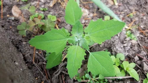 nettle-leaved goosefoot