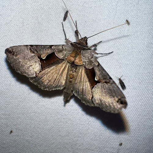 Large Looper Moth