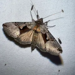 Large Looper Moth thumbnail 1