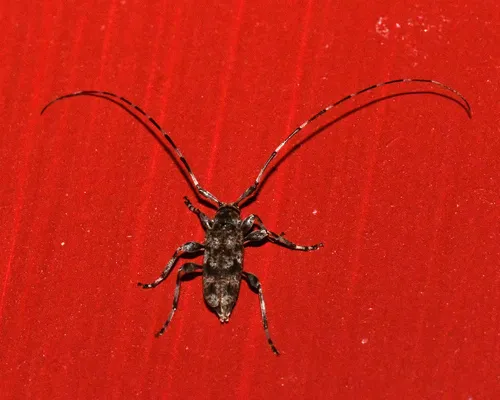 Little Flatface Longhorn Beetle