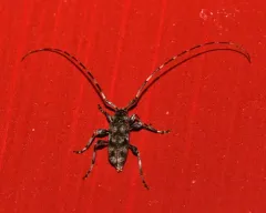 Little Flatface Longhorn Beetle thumbnail 1