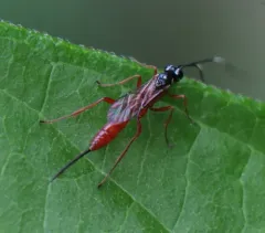 Mesostenus gracilis thumbnail 4