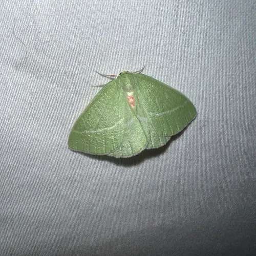 Bank's Emerald Moth
