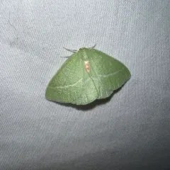 Bank's Emerald Moth thumbnail 1