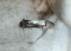 Epiblema dorsisuffusana thumbnail 3