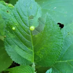 Wood Nettle Gall Midge thumbnail 3
