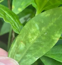 Amauromyza flavifrons thumbnail 3