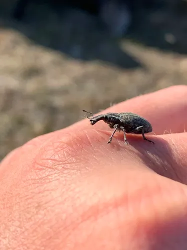 Lepyrus labradorensis