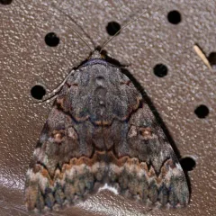 Epione Underwing thumbnail 2
