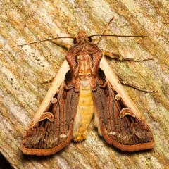 Western Bean Cutworm Moth thumbnail 4