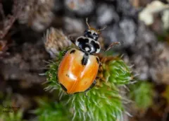 Expurgate Lady Beetle thumbnail 2