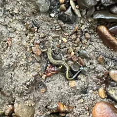 Dunn's Salamander thumbnail 3