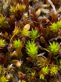 Arctic Haircap Moss thumbnail 1