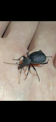 Cychrus hemphillii