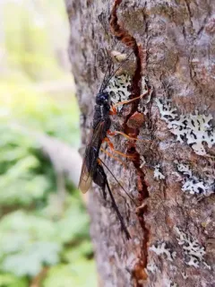 Xeris melancholicus thumbnail 2