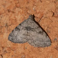 Hollow-spotted Angle thumbnail 3