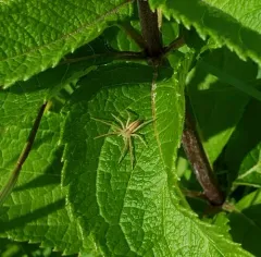 Maritime Running Crab Spider thumbnail 1