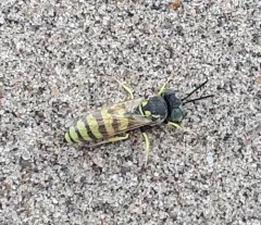 Microbembex monodonta thumbnail 2