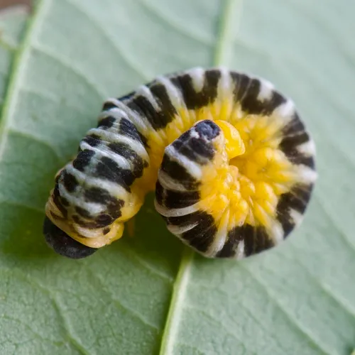 Macremphytus testaceus