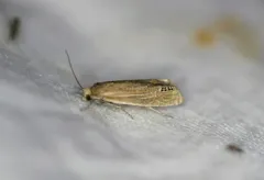 Speckled Eucosma Moth thumbnail 3