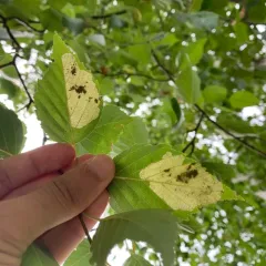 Early Birch Leaf Edgeminer thumbnail 1