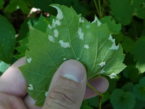 Grape Erineum Mite