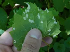 Grape Erineum Mite thumbnail 1