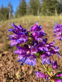 Blue Mountain Beardtongue thumbnail 3