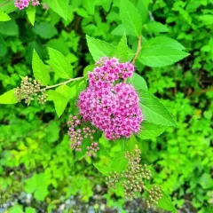 Japanese Spirea thumbnail 5