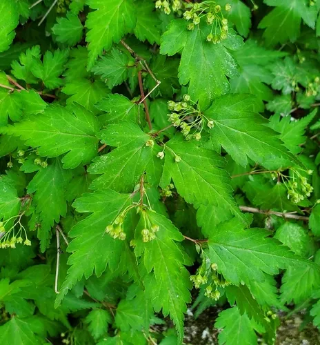 Laceshrub