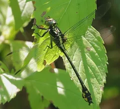 Riverine Clubtail thumbnail 3