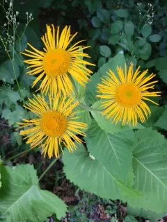 Yellow Oxeye thumbnail 4