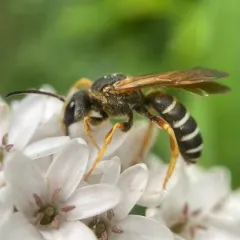 Parallel-striped Sweat Bee thumbnail 1