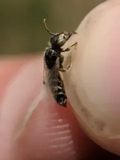 Sandbar Willow Fairy Bee thumbnail 2