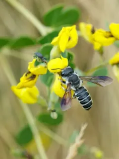 Megachile frugalis thumbnail 2