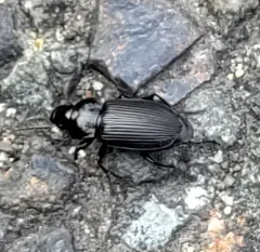 Anisodactylus binotatus thumbnail 2